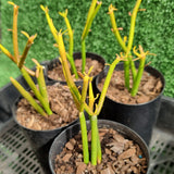 Euphorbia tirucalli