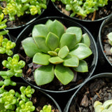 Anacampseros rufescens
