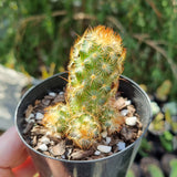 Mammillaria elongata 'Copper King'