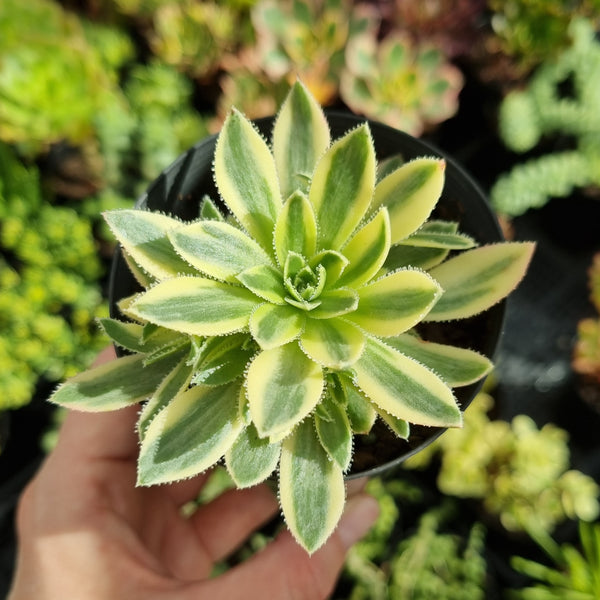 Aeonium x hybridum variegated aka simsii variegated (limit x1 per order)