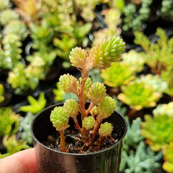 Sedum multiceps 'Miniature Joshua Tree' (50mm pot)