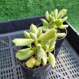 Cotyledon tomentosa subsp. ladismithiensis 'Kitten Paws'