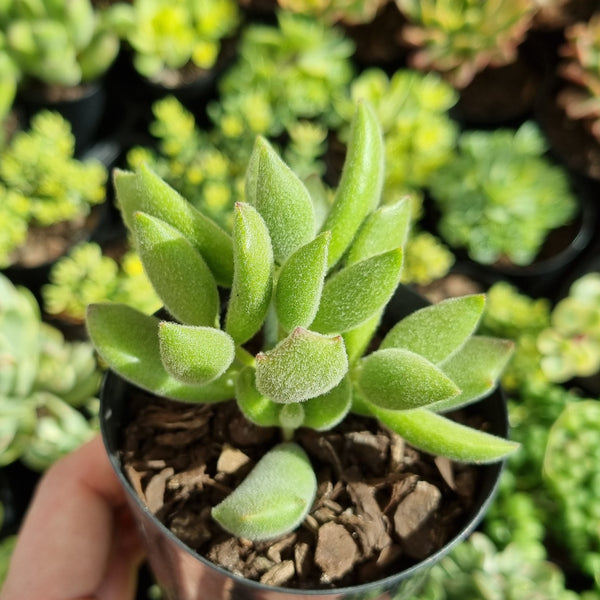 Cotyledon tomentosa subsp. ladismithiensis 'Kitten Paws'