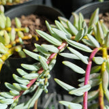 Senecio 'Blue Falls'
