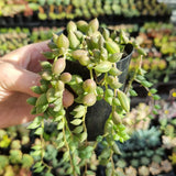 Senecio radicans ‘String of Beans’