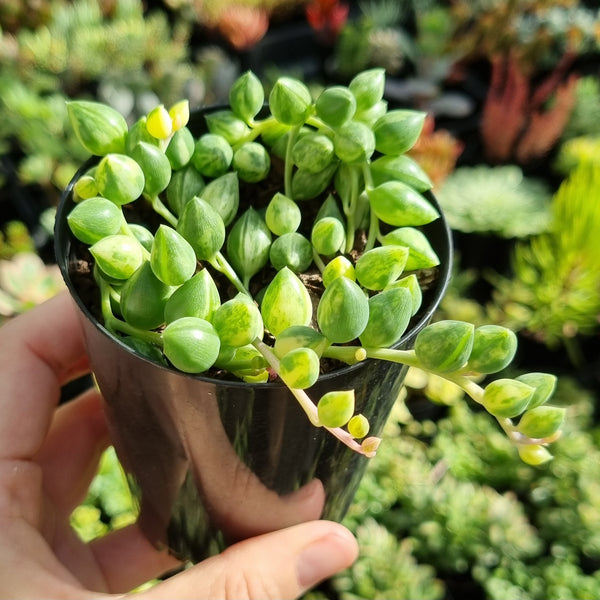 Senecio ‘Angel's Tears’