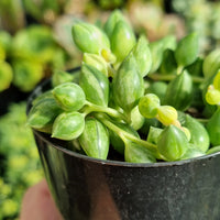 Senecio ‘Angel's Tears’