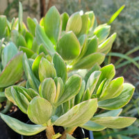 Crassula ovata obliqua variegata (50mm pot)