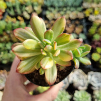 Echeveria 'Golden Nugget'