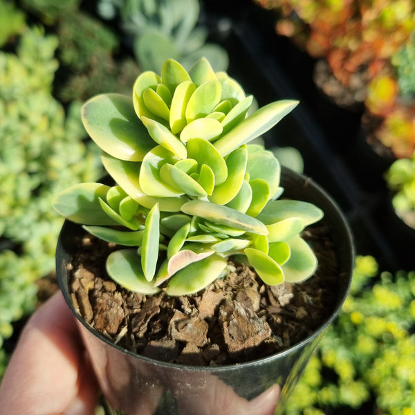 Kalanchoe robusta variegata (limit x1 per order)