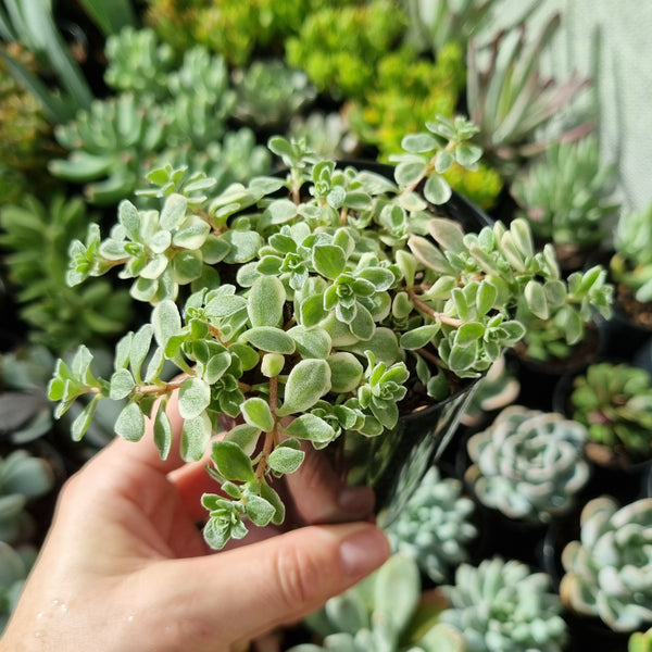 Sedum makinoi variegata