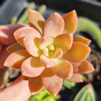 Graptosedum ‘Pat's Pink’ (50mm pot)