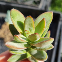 Crassula 'Shandy' (50mm pot)