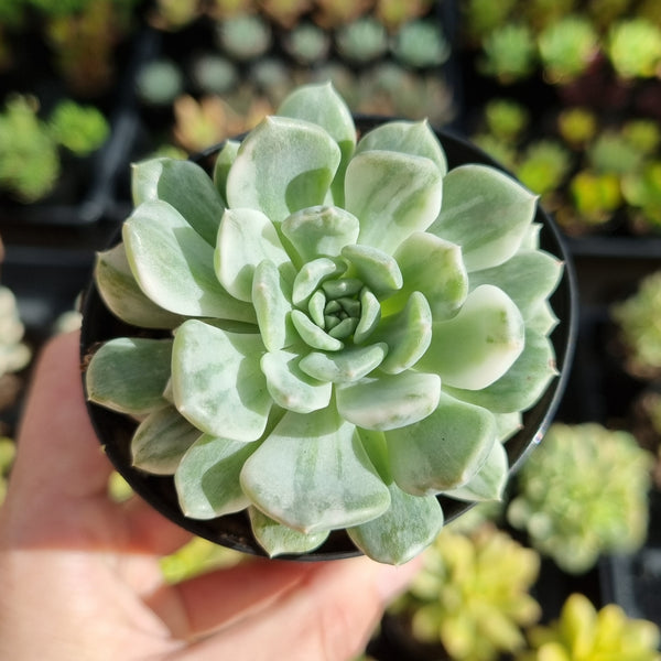 Echeveria 'Tinkerbell' variegated 