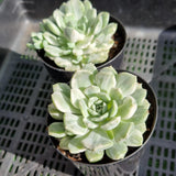 Echeveria 'Tinkerbell' variegated (limit x1 per order)