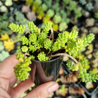 Sedum album (50mm pot)