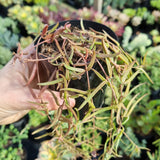 Ceropegia linearis 'Chain of Needles'