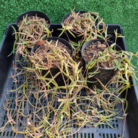 Ceropegia linearis 'Chain of Needles'