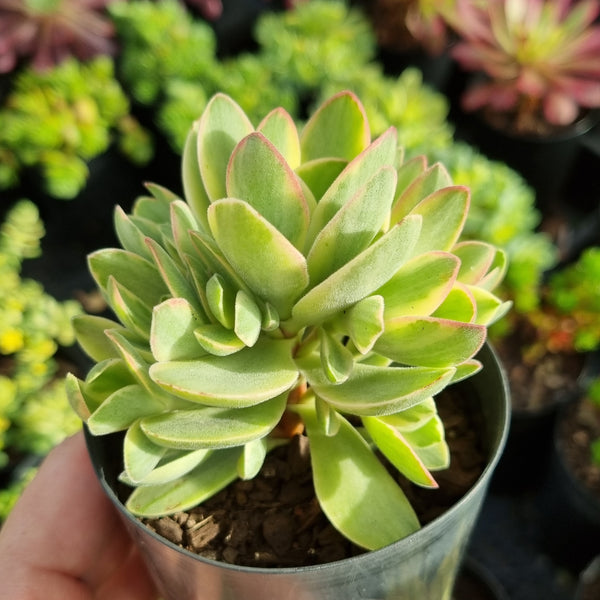 Crassula 'Money Maker' swaziensis variegata