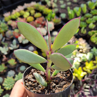 Senecio crassissimus