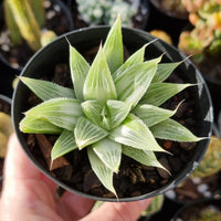 Haworthia 'Grey Ghost'