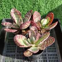 Kalanchoe humilis (limit x1 per order)