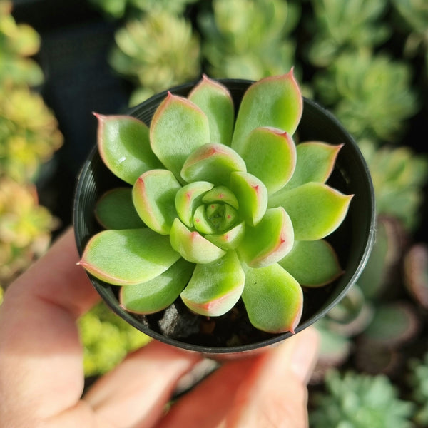 Echeveria 'Mebina' (50mm pot)