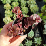 Sedum spurium 'Dragon's Blood' (50mm pot)