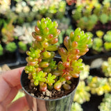 Sedum 'Red Berry' (different to Red Jelly Beans) (50mm pot)