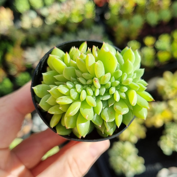 Echeveria ‘Liesal’ f. cristata (50mm pot)