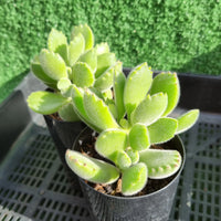 Cotyledon tomentosa ‘Bear's Paw’