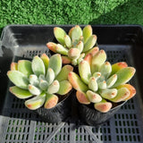 Echeveria leucotricha