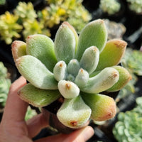 Echeveria leucotricha