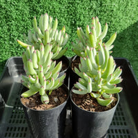 Cotyledon orbiculata var. Oophylla minima