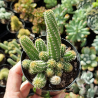 Echinopsis chamaecereus 'Peanut Cactus'