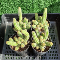 Echinopsis chamaecereus 'Peanut Cactus'