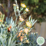 Senecio ‘Dwarf Blue Chalksticks’ CLUSTER