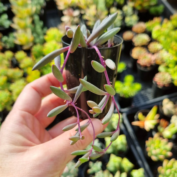 Othonna capensis ‘Ruby Necklace’ (50mm pot)