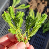 Crassula ericoides (50mm pot)