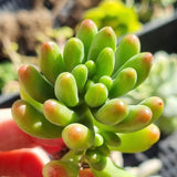 Sedum 'Jaspa' (50mm pot)