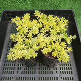 Sedum ‘Golden Rice’ variegated (limit x3 per order)