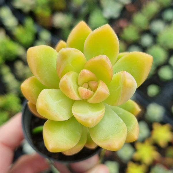 Sedum 'Golden Glow' (50mm pot)