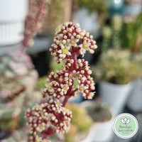 Crassula perforata Giant flower