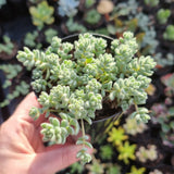 Sedum dasyphyllum var. glanduliferum