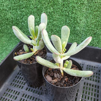 Cotyledon orbiculata long leaf form