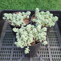 Sedum dasyphyllum var. glanduliferum