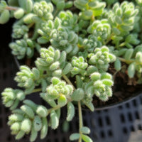 Sedum dasyphyllum var. glanduliferum