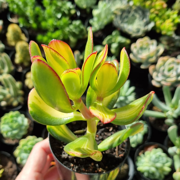 Crassula ovata 'Mikaeri Bijin' (limit x1 per order)