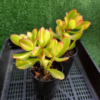 Crassula ovata 'Mikaeri Bijin' (limit x1 per order)