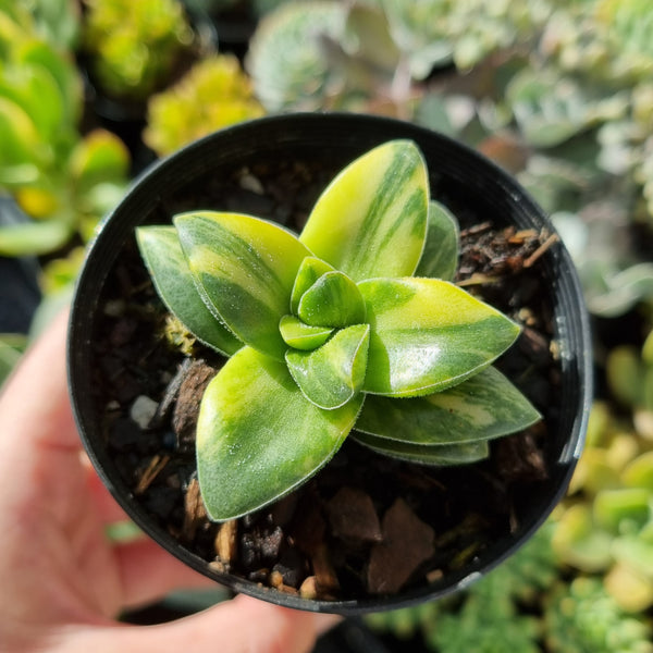 Crassula 'Springtime' variegated (limit x1 per order)